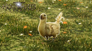 Hogwarts Legacy | Diricawl | Fantastic Beasts And Where To Find Them