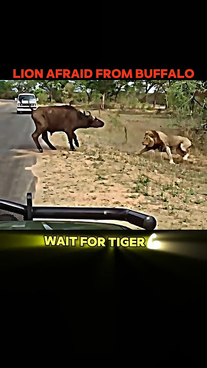 Lion vs Tiger🤯👑 #trending #shorts #animals #lion #tiger #buffalo #king #sigma