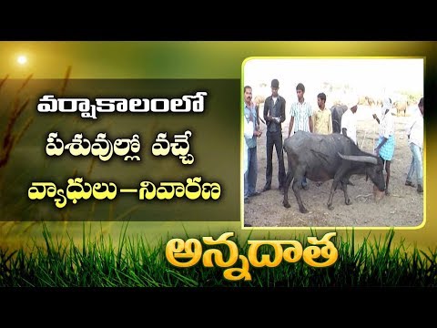 వర్షాకాల వ్యాధులు | పశువుల నివారణ & సంరక్షణలో