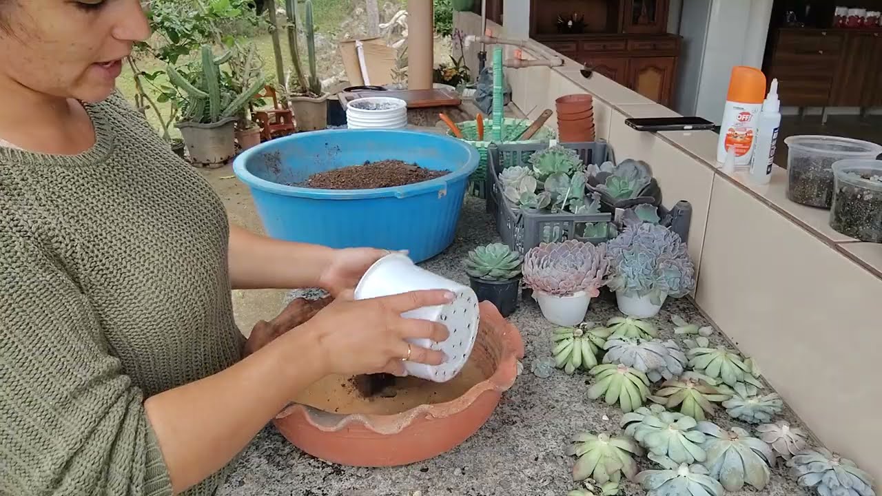 Replante das suculentas do Carrefour e das que ganhei da Carol 