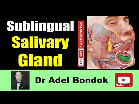 Anatomy of the Sublingual Salivary Gland, Dr Adel Bondok Making Anatomy Simple