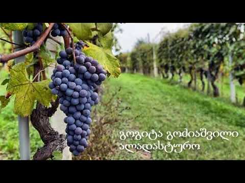 გოგიტა გოძიაშვილი ალადასტურო