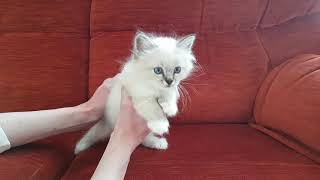 Birman Kittens Seal Litter  From birth to new homes VLOG #8a