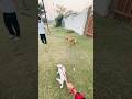 MEET JACKY AND TOTO❤️ #dog #funny #video #comedy #fun #toto #jacky #shortvideo #viralvideo #viral