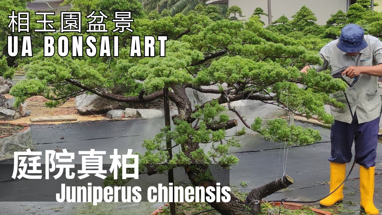 真柏|庭院真柏 Juniperus Chinensis