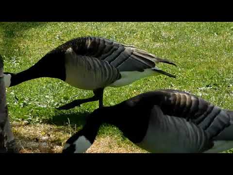 Barnacle Geese