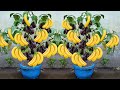 How to grow eggplant tree with banana fruit  growing eggplant