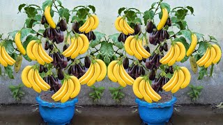 How To Grow Eggplant Tree With Banana Fruit | Growing Eggplant