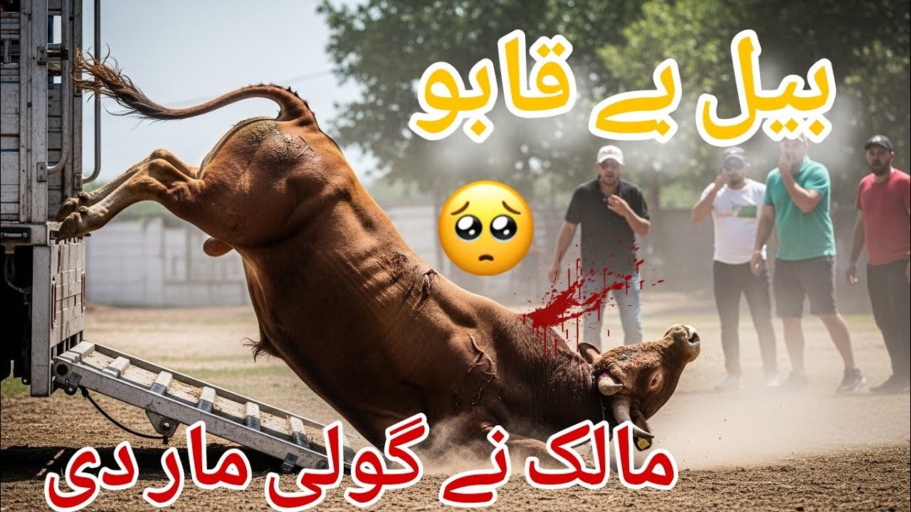 بیل بے قابو، مالک نے گولی مار دی!😱🔥 