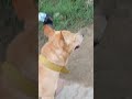 #dog #carolina #cute #like #shortvideo #views #snapchat #movie #beautiful #pookie
