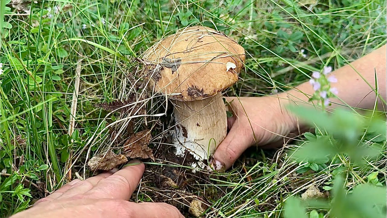 Вечірня грибалка в Карпатах! 8кг. Білих грибів!Емоції зашкалюють ⛰️