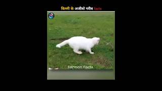 Strange Cat Facts. Farman