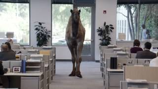 GEICO Hump Day New Mix Camel, Dog, Cat Commercial  Happier than a Camel on Wednesday