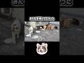 一匹の猫をストーカーしたら猫の集会に遭遇した #shorts