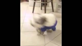 DizzyDog Taz Spin 2