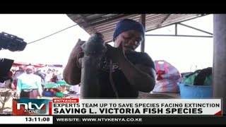 Experts team up to save indigenous fish in Lake Victoria from extinction