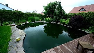 Modern Koi Blog #2514 – Doris' koi pond with lush algae bloom