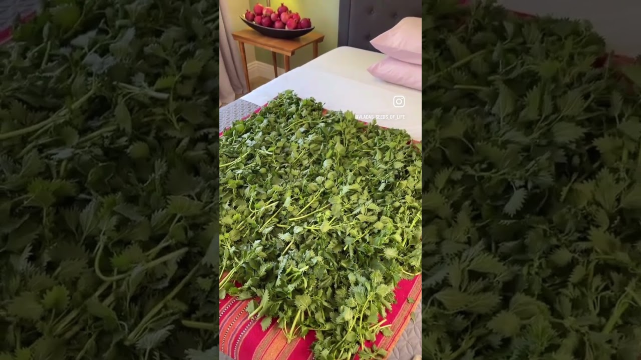 ОСНОВНЫЕ ПРЕИМУЩЕСТВА КРАПИВЫ ДЛЯ ЗДОРОВЬЯ