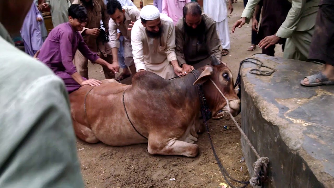 Cows move part 1 YouTube