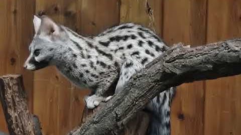 Tiếng chồn hương gọi bầy