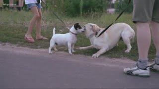 Is your pup meeting new dogs? Try the 3-second rule