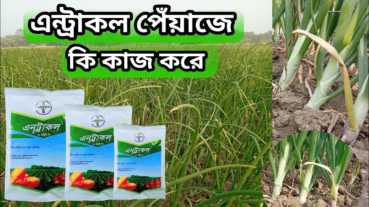 এন্ট্রাকল পেঁয়াজে কি কাজ করে। এন্ট্রাকল কি কাজ করে।Antracol 70 WP