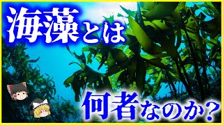 【ゆっくり解説】海藻と海草の違いは…？「海藻」とは何者なのか？を解説