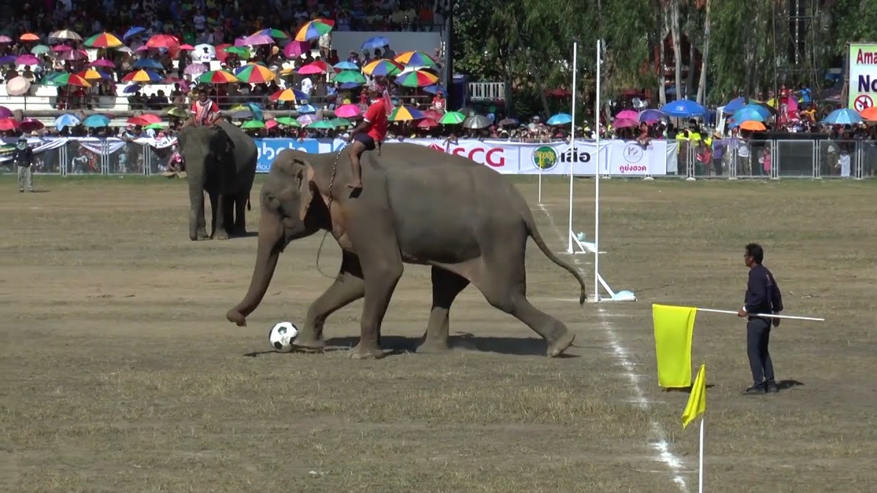 Elephant Football | क्या आपने कभी हाथियों को फुटबॉल खेलते हुए देखा हैं