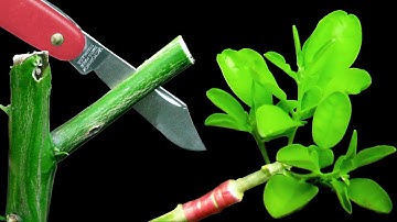 Ghép cành - Cách ghép cành bưởi bằng kỹ thuật ghép nêm