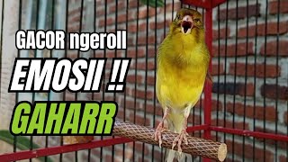 Download Lagu Masteran KENARI GACOR ngeroll panjang,Cuit Cuit Emosi AMPUH bikin kenari nyaut ,Masteran MURAI BATU MP3
