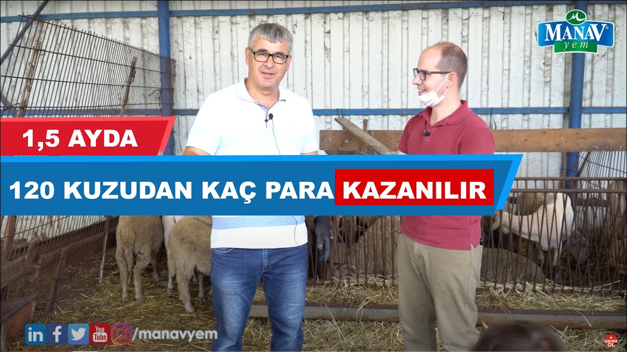 120 Kuzudan 1,5 Ayda Kaç Para Kazanılır? | Toplama Kuzu Bakımı