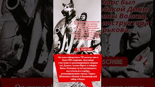 Овчарка Джульба́рс-участник Великой Отечественной войны! #shorts #вов #история #ссср #герой #собака