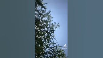 تلاوه خاشعه عبد الباسط عبد الصمد قران كريم 🌱حسبي الله ونعم الوكيل 🌱