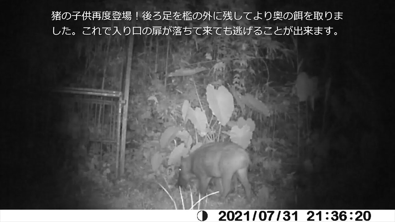 猪の子供と大人の学習の違い Youtube