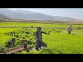 "Nomad Man's Work in the Rice Fields to Make a Living | A Harsh But Noble Reality"#nomads؛