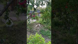 보라와 놀고 싶은 막내 길남이 #길냥이구조 #cat