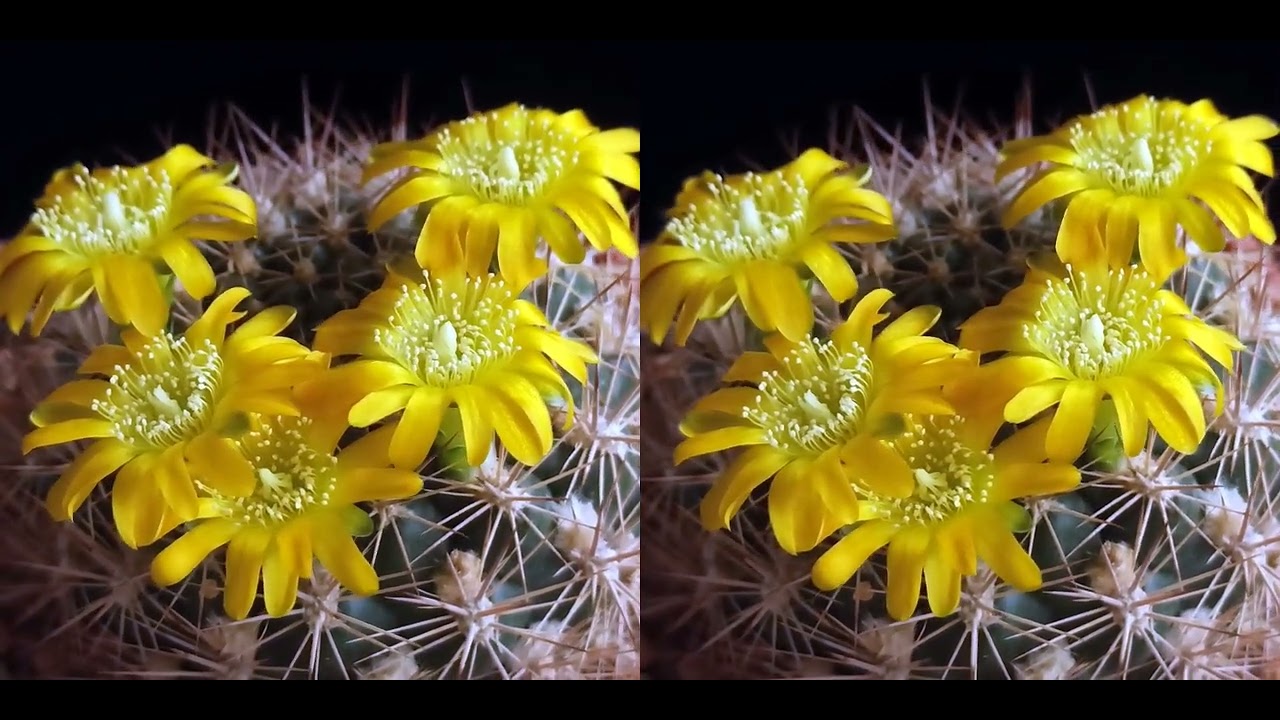 Weingartia erinacea v.catarinensis. Перекрёстная стереопара 3.