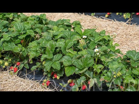 Video: Kiefernnadeln sammeln: Erfahren Sie, wie man Kiefernnadeln für den Garten erntet