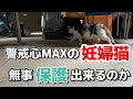 【緊急依頼】警戒心MAXの妊婦猫の保護を試みます。