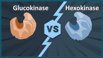 glucokinase vs hexokinase (Biology quick bites)