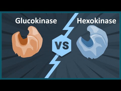 Video: Forskellen Mellem Hexokinase Og Glucokinase