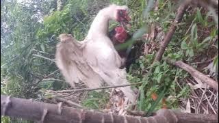Pertarungan sengit Ayam jago merah vs Angsa #jagomerah #ayamtarung