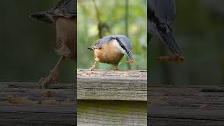 Beautiful Birds  Wild Eurasian Nuthatch Fetching Mealworms shorts