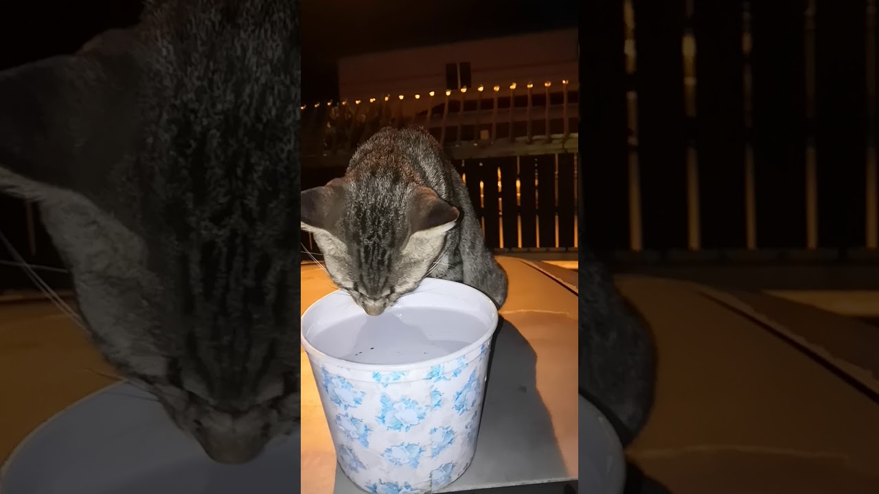How my cat drinks water YouTube