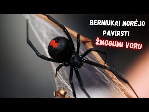 Video: Pavojingiausias voras pasaulyje (nuotrauka)