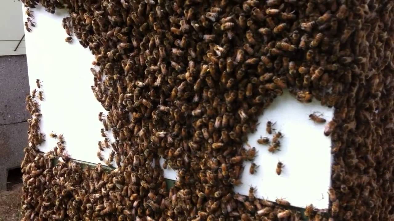 Honey Bees Clustering Outside Hive YouTube