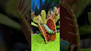 CARNIVOROUS PLANTS vs. Fly Trap: The secret soil mix they don't want you to know.