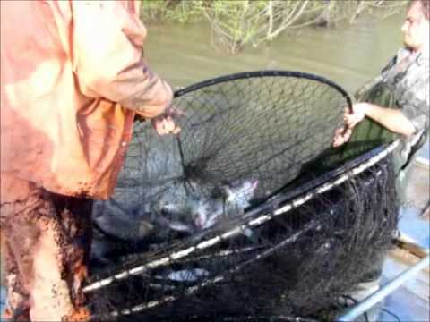 EDIBLE INVASIVE SPECIES : Hoop Net Fishing for Asian Carp 