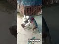 #pitbull#pegapega