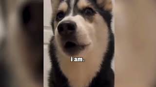 It's Hard Not to Laugh 🤣 Best Funny Animals Video 2024 🤣 Part 3